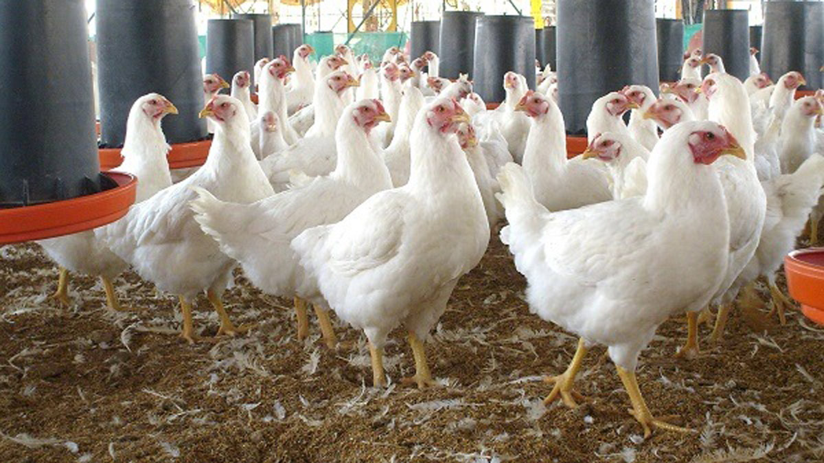 AVICULTORES mexicanos, venderán carne de pollo a Venezuela.