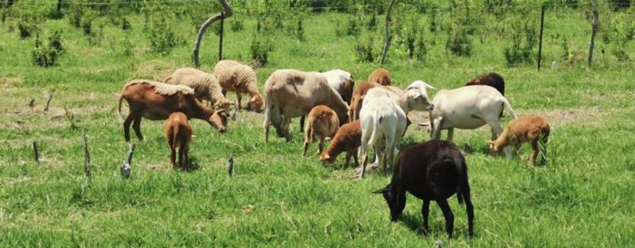 LA SADER-Jalisco mantiene el apoyo a la ganadería silvopastoril y anunció anuncia que este año destina recursos para 56 proyectos.