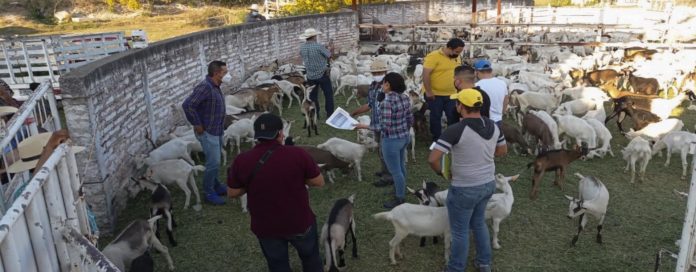 UN TOTAL de 646 cabras adquirieron en conjunto SADER Jalisco, el Ayuntamiento de Jamay y el gremio de caprinocultores de este municipio para repoblar el hato afectado por la Manhemia.