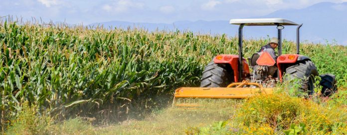 EL DOCUMENTO Expectativas Agroalimentarias 2021, elaborado por el SIAP, destaca que en el año agrícola 2020 la producción de maíz grano fue de 27 millones 707 mil 775 toneladas.
