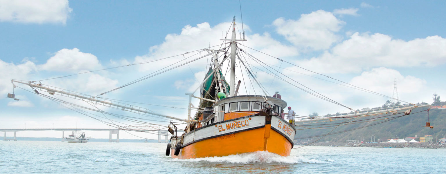 A partir del 14 de septiembre inicia el levantamiento de la veda a la captura del camarón en todo el país, la cual comienza en los estados camaroneros del norte como el Golfo de California, Sonora, Sinaloa, Nayarit y Jalisco, entre otros estados.