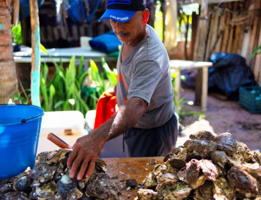 EL DESARROLLO de un centro acuícola en la costa de Jalisco permitirá detonar la producciòn de alevines, ostras y crustáceos.