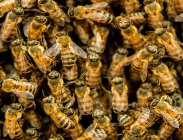 EL INVENTARIO apícola de México supera las dos millones de colmenas y la producción anual de 58 mil toneladas de miel; la apicultura beneficia a más de 43 mil familias.