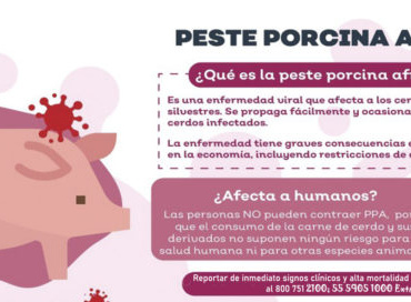 LA AGENCIA de Sanidad, Inocuidad y Calidad Agroalimentaria de Jalisco, (ASICA), dio a conocer las medidas que deben observar porcicultores y público para prevenir el ingreso a la entidad de la Peste Porcina Africana (PPA).