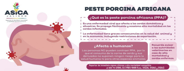 LA AGENCIA de Sanidad, Inocuidad y Calidad Agroalimentaria de Jalisco, (ASICA), dio a conocer las medidas que deben observar porcicultores y público para prevenir el ingreso a la entidad de la Peste Porcina Africana (PPA).