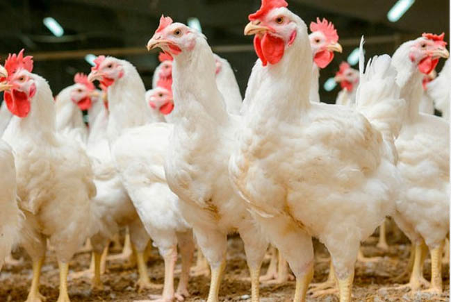 LA SADER Jalisco apoyará a 90 pequeños avicultores para mejorar la producción estatal de huevo y pollo.