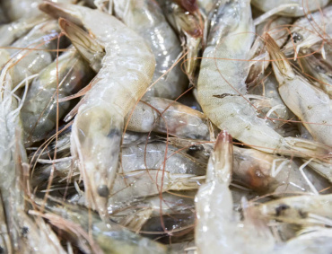 LA PESCA ribereña de camarón no debió incluirse, en ningún momento en la restricción de exportación al mercado de Estados Unidos, afirma el titular de la CONAPESCA Octavio Almada Palafox.