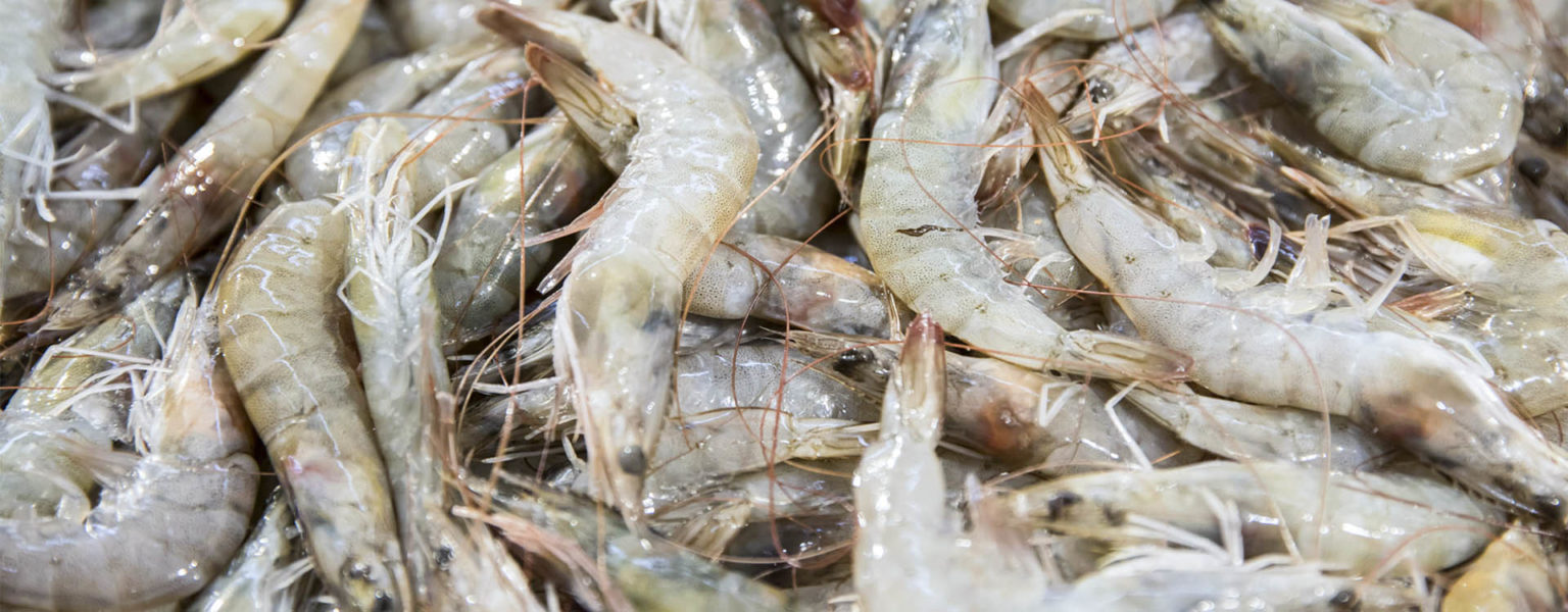 LA PESCA ribereña de camarón no debió incluirse, en ningún momento en la restricción de exportación al mercado de Estados Unidos, afirma el titular de la CONAPESCA Octavio Almada Palafox.