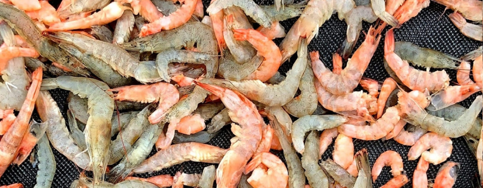 EL GOBIERNO de México y EE. UU convinieron buscar un camino adecuado para facilitar las exportaciones del camarón cuya producción no proviene de red de arrastre.