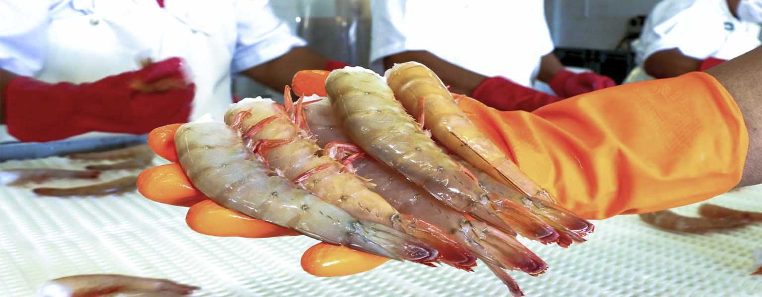 A MÉXICO le levantó el embargo camaronero el gobierno estadounidense para poder exportar el crustáceo a ese país.