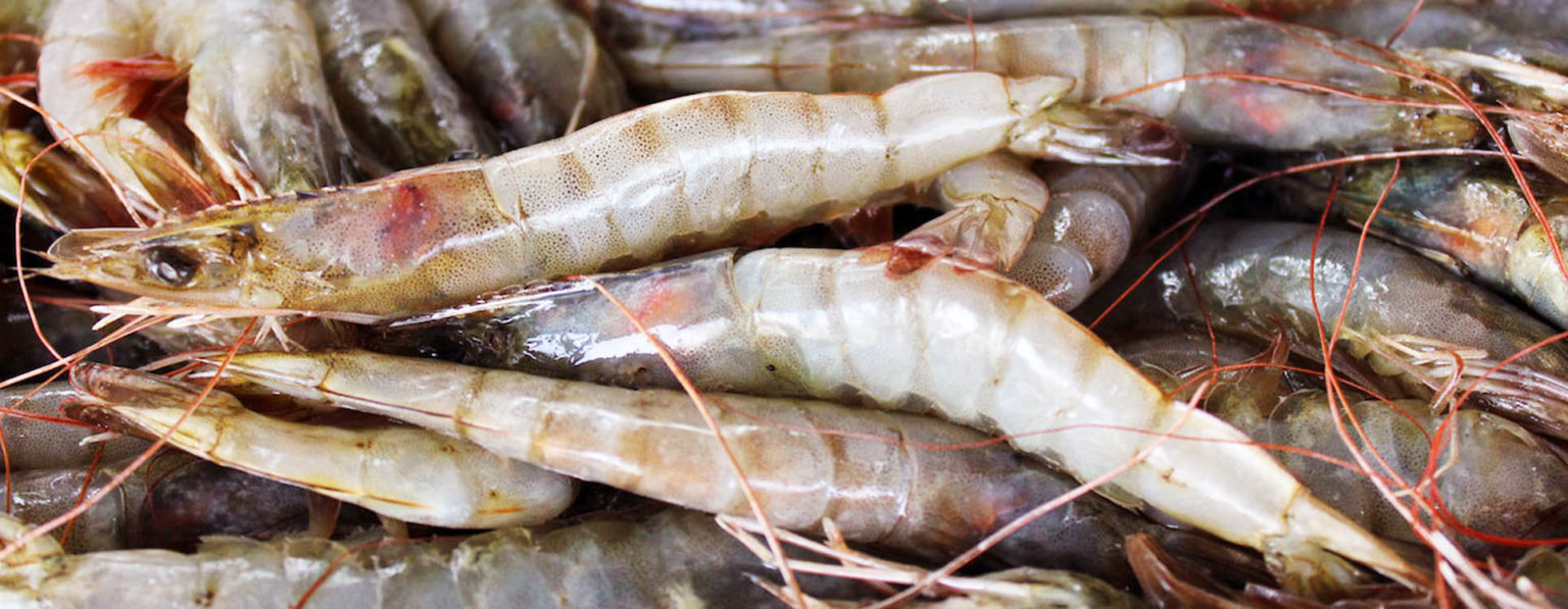LAS AUTORIDADES de Conapesca están a un paso de lograr la recertificación del camarón por parte de Estados Unidos para volver a exportarlo a ese país.