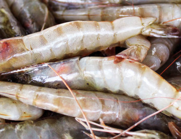 LAS AUTORIDADES de Conapesca están a un paso de lograr la recertificación del camarón por parte de Estados Unidos para volver a exportarlo a ese país.