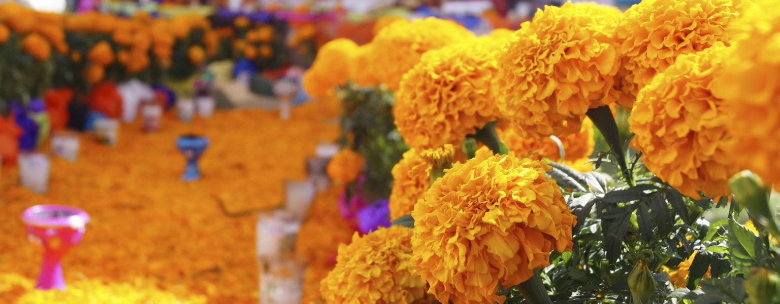 LOS PRECIOS de las flores aumentarán hasta 15% en el caso del cempasúchil, que llega a costar en manojo unos 130 pesos, pero en Atlixco, Puebla, produjeron 10% más que el año pasado.