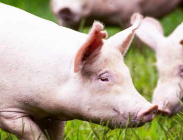 EL SERVICIO Nacional de Sanidad, Inocuidad y Calidad Agroalimentaria (SENASICA), descarta presencia de virus exóticos en la piara de cerdos mexicana.