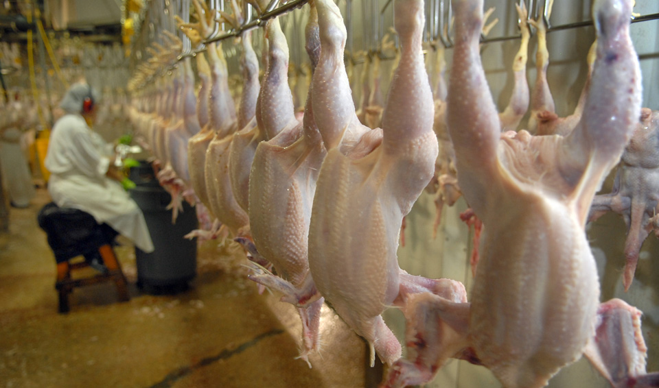LA COMISIÓN de Agricultura del Senado pidió al gobierno de México detener las importaciones de pollo de EE.UU. y Brasil porque podría estar subsidiado.