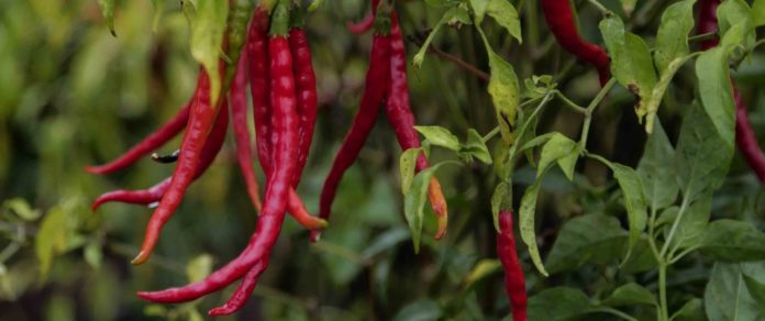 LA SADER-Jaliscoexplica que una firma independiente certificará las huertas de chile de Yahualica con base en lo que establece la Norma Oficial Mexicana (NOM 239SE 2020) de este producto.