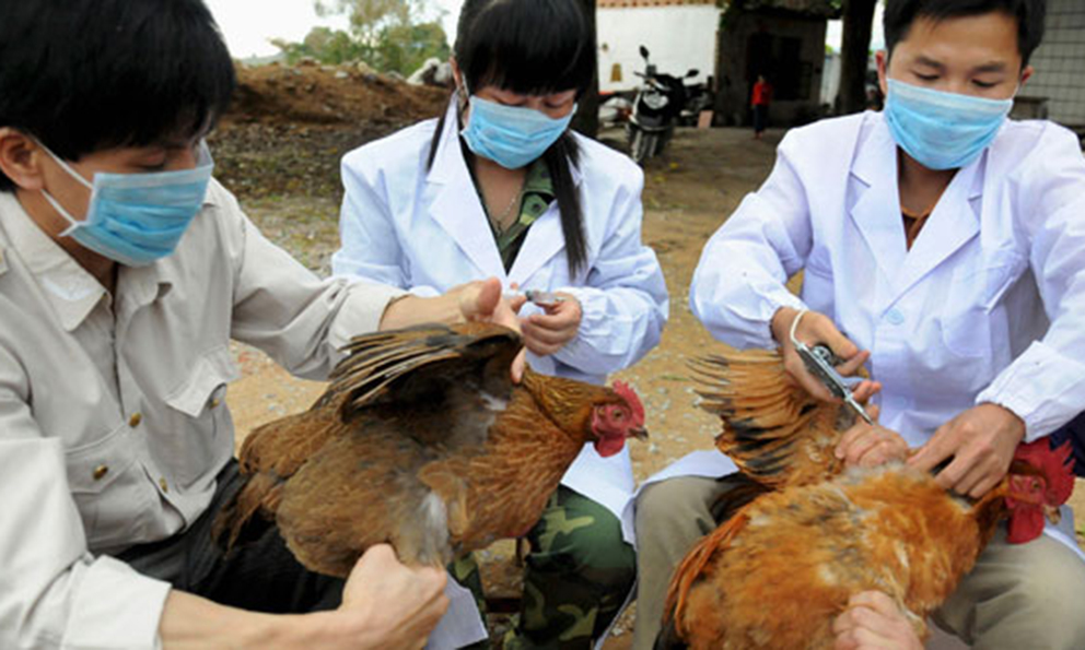 UN NUEVO brote de gripe aviar H5N1 surgió en China en la misma provincia donde brotó el coronavirus, detalle el Ministerio chino de Agricultura y Asuntos Rurales.