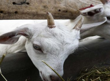 EL REPRESENTANTE del sector de la ganadería menor en Sonora denuncia que las ventas de borregos y cabras han estado flojas todo el año y bajaron aún más con la pandemia.