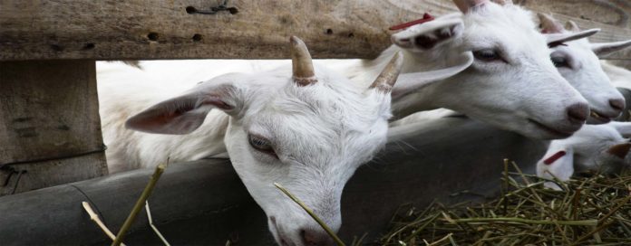 EL REPRESENTANTE del sector de la ganadería menor en Sonora denuncia que las ventas de borregos y cabras han estado flojas todo el año y bajaron aún más con la pandemia.
