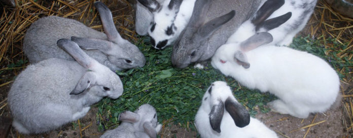 EL OBJETIVO de la campaña de vacunación a los conejos por la SADER, es proteger contra la enfermedad hemorrágica viral de los conejos tipo 2, a la zona cunícula más importante de México