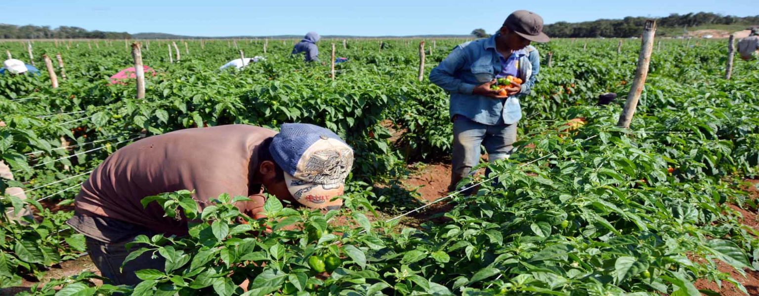 CON EL Plan Nacional «Por nuestros jornaleros agrícolas», el Consejo Nacional Agropecuario busca elaborar y ejecutar proyectos y acciones para mejorar las condiciones de vida de los trabajadores agrícolas y sus familias.
