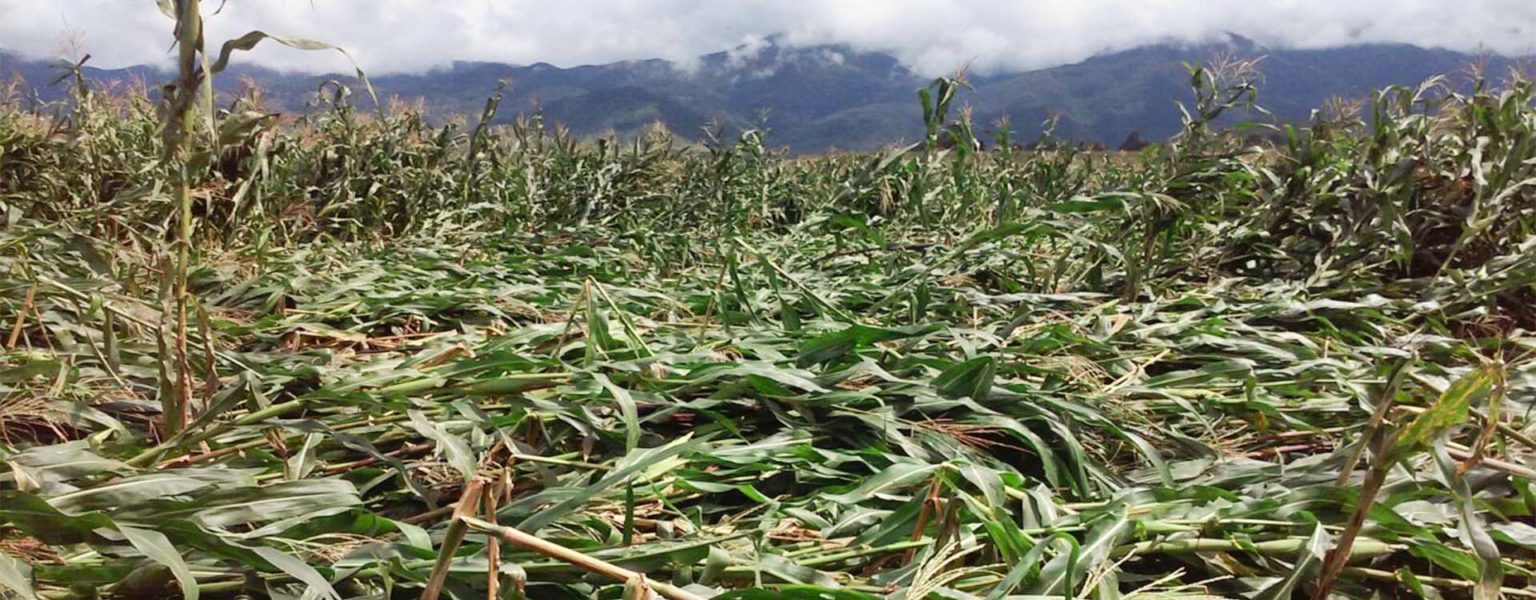 POR LO menos unos 20 municipios de Jalisco resultaron con cultivos dañados en el temporal lluvioso y ya fueron dictaminadas tres mil hectáreas para que reciban apoyos de SADER-Jalisco.