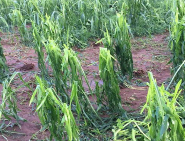 UN TOTAL inicial de mil 860 hectáreas de cultivos de maíz y arroz fueron afectados por inundaciones en Jalisco, daños que cubrirá con un seguro la Secretaría de Agricultura estatal (SADER-Jalisco)