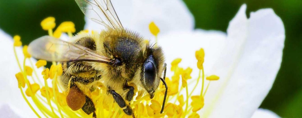 TRES DE cada cuatro cultivos de frutas o semillas que se producen para consumo humano dependen, al menos en parte, de las abejas y otros polinizadores