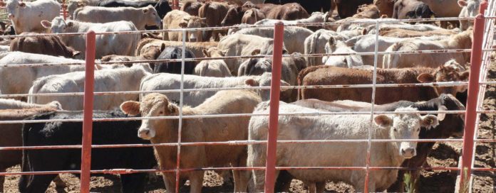LA SADER-Jalisco otorgó apoyos a los ganaderos de Talpa de Allenede con una báscula y la rehabilitación de corrales de manejo.
