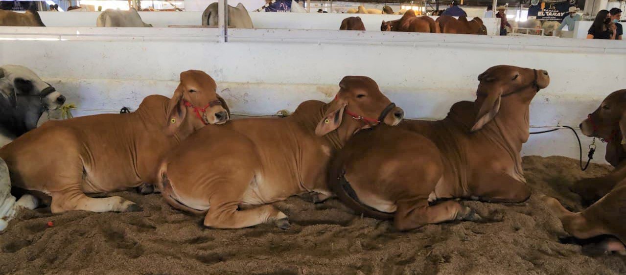 EL HATO jalisciense de ganado de distintas razas ha mejorado gracias a que SADER ha apoyado en tres años con 15 millones de pesos a los ganaderos para adquirir animales con mejor genética.