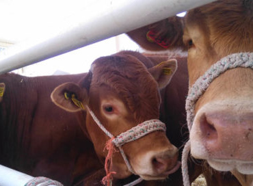 LA SADER Jalisco canalizó recursos para los ganaderos de Mascota, a fin de que no se detenga la producción ganadera en la entidad.