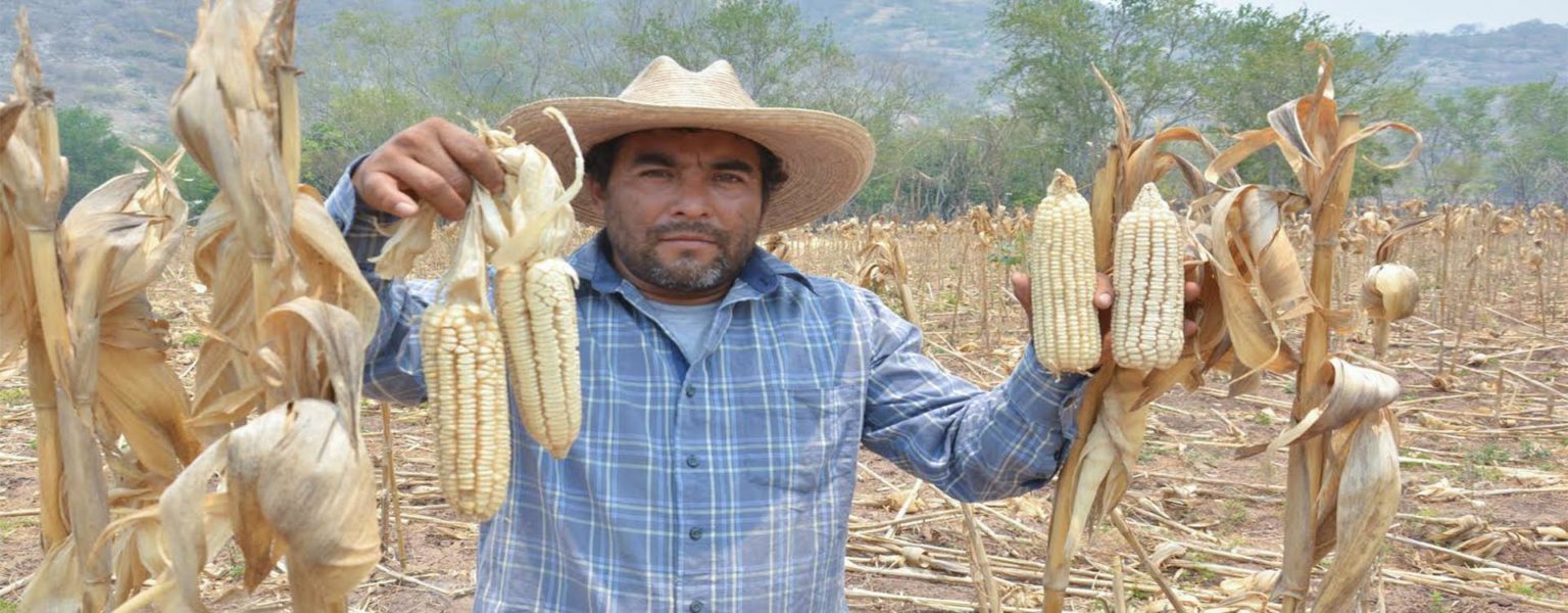 LA LISTA de pequeños productores de maíz de los Estados de Morelos, Puebla y Tlaxcala que resultaron beneficiados por el programa «Fertilizantes para el Bienestar» fue publicada por el Gobierno Federal.