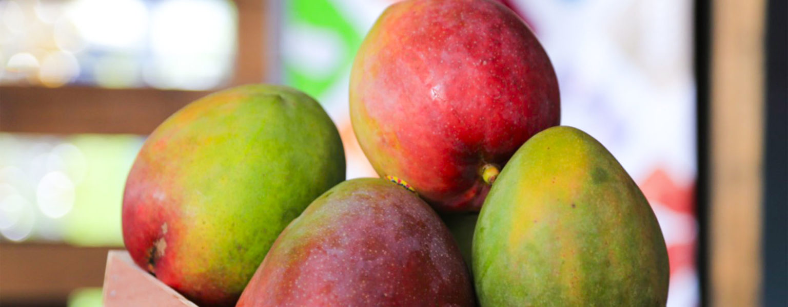 EN JALISCO las autoridades y los productores de mango dan pasos acelerados en materia de sanidad para que la zona manguera de la costa sea declarada libre de mosca de la fruta.