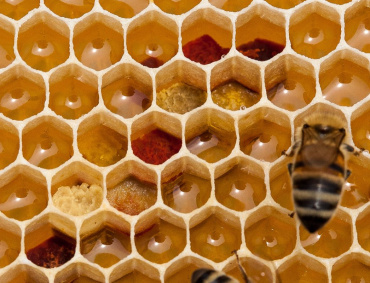 LAS EXPORTACIONES de miel de Zacatecas a Europa cayeron 80 % por la invasión de miel china pirata y de miel de azúcar de caña que se vende en el mercado mexicano.