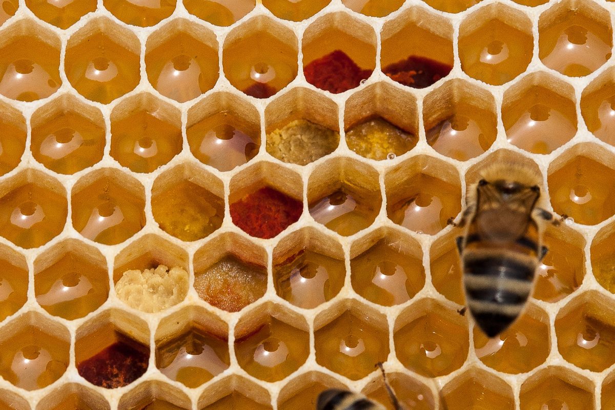 LAS EXPORTACIONES de miel de Zacatecas a Europa cayeron 80 % por la invasión de miel china pirata y de miel de azúcar de caña que se vende en el mercado mexicano.
