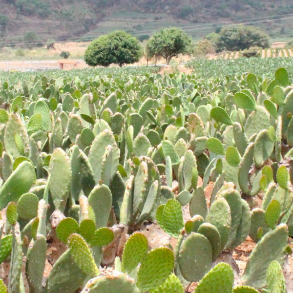 PARA QUE prosiga y mejore la producción de nopal-verdura, la Secretaría de Agricultura y Desarrollo Rural estatal (SADER-Jalisco), proporciona apoyos a los productores de la cactácea.