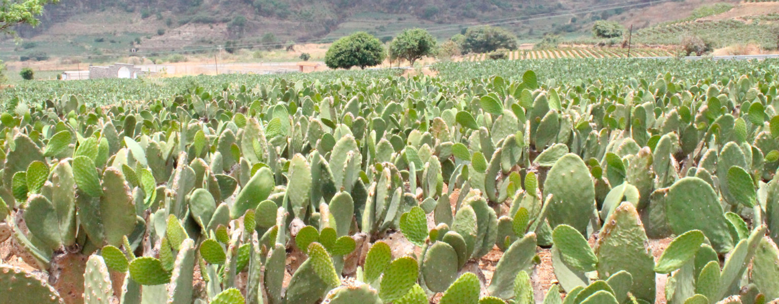 PARA QUE prosiga y mejore la producción de nopal-verdura, la Secretaría de Agricultura y Desarrollo Rural estatal (SADER-Jalisco), proporciona apoyos a los productores de la cactácea.