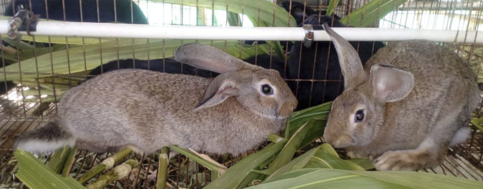 CON LA próxima puesta en marcha de un rastro exclusivo para conejos en Tepatitlán, la SADER-Jalisco busca incrementar entre la población el consumo de la carne de este orejón animal.