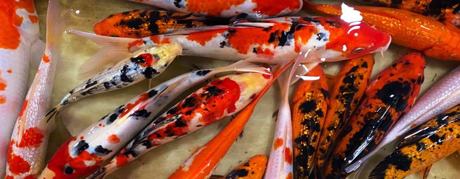 LA ACUACULTURA en Jalisco contribuye a la generación de empleos y a darle colorido con los peces ornamentales.