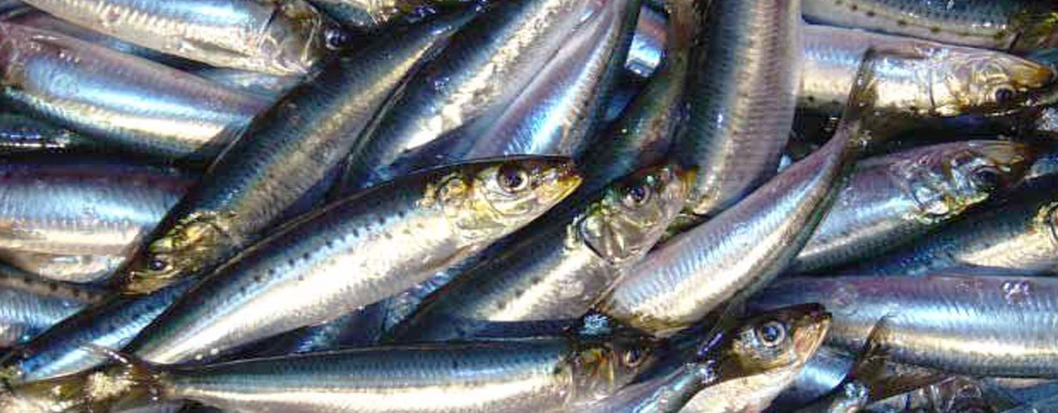 EL GOBIERNO federal, decreta la veda del año 2020 para la captura de todas las especies de peces pelágicos menores, en aguas marinas de jurisdicción federal en el Golfo de California.