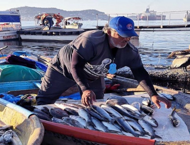 EL COMISIONADO nacional de Acuacultura y Pesca, Raúl Elenes Angulo, precisó que en el primer semestre de 2020 la flota mayor capturó 615 mil 662 toneladas.