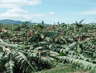 DE LAS más de dos millones de toneladas de plátano anuales que produce el país, Jalisco ya no producirá el 8% porque más de mil hectáreas fueron arrasadas por el Huracán Nora y cuando mucho producirán unas 30 mil.