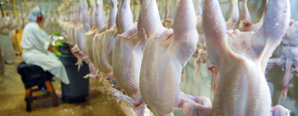 ANTE LA escalada de precios de carnes de res y cerdo, la población comenzó a consumir más pollo, pues aunque el consumo per cápita de carne en México es de 70 kilos anuales, la mitad es carne de ave.
