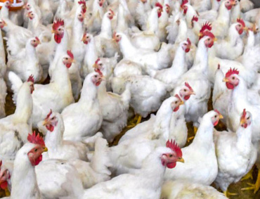 IMPORTACIÓN MASIVA DE CARNE EL AÑO pasado México importó de EE.UU. 181 mil toneladas de carne de res y 794 mil 597 de cerdo, equivalentes al 10% del consumo total del país de la primera y al 40% de la segunda.