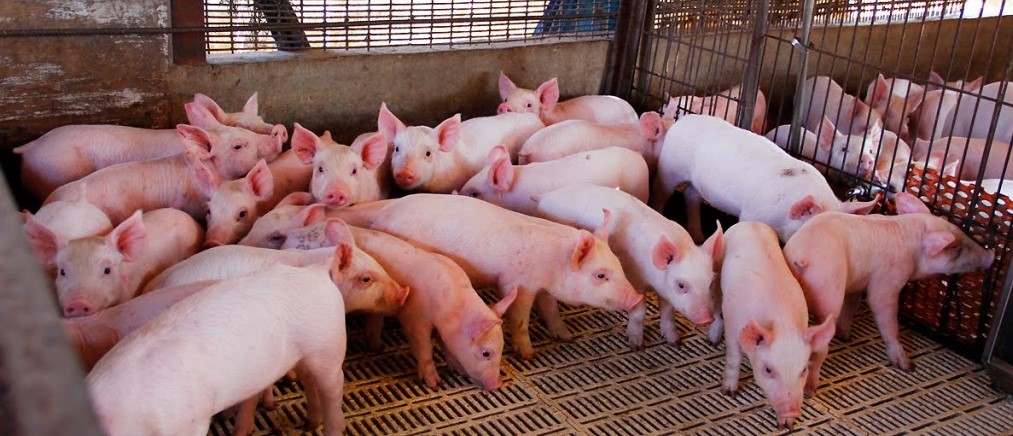 LOS MEDICOS veterinarios de Jalisco y organismos de porcicultores fueron capacitados en la prevención de un simulacro de contagio de la Peste Porcina Africana por SENASICA.