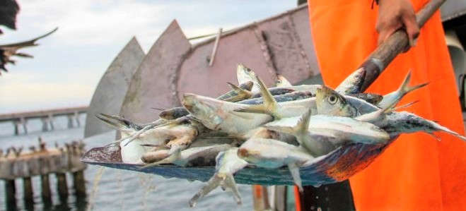 LOS NIVELES de explotación de sardina y otras especies pelágicas del Golfo de California no están sobreexplotadas, determinan estudios científicos del INAPESCA.