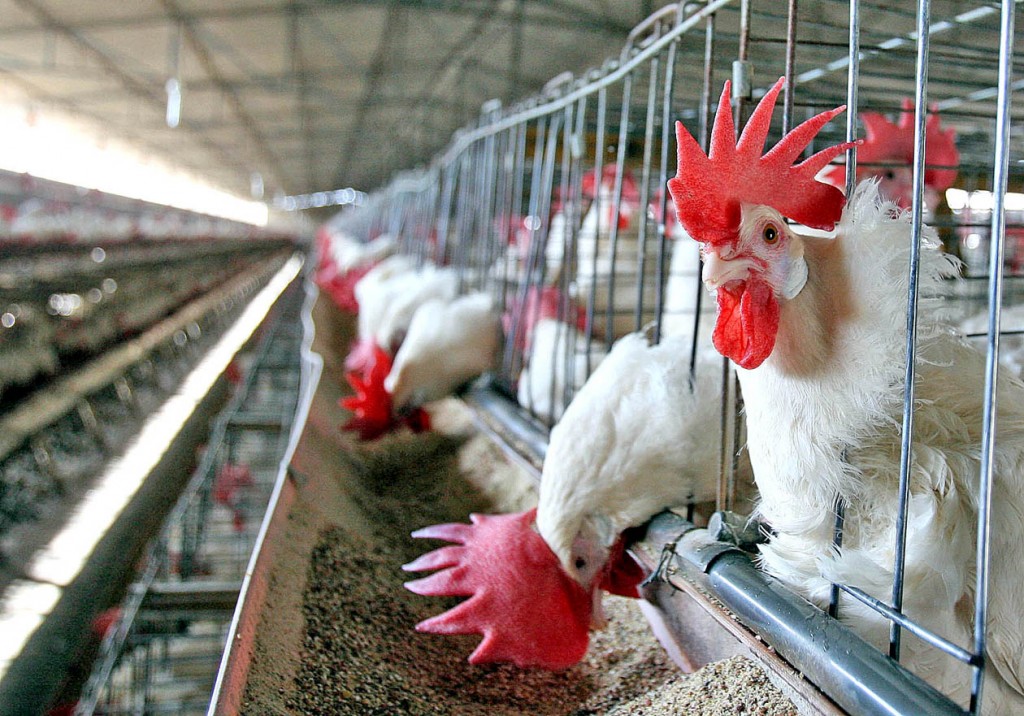 EN 2020 la avicultura nacional mantuvo una tendencia positiva, consiguió un crecimiento de 1.1% en producción de pollo y 2.5% en huevo, de acuerdo con datos de la Unión Nacional de Avicultores (UNA).