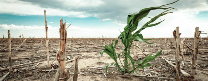 UN TOTAL de 1.1 millones de hectáreas sembradas pricipalmente con algodón, maíz grano, nuez, uva, caña de azúcar y manzana están en riesgo grave en el país por la sequía y falta de lluvias.
