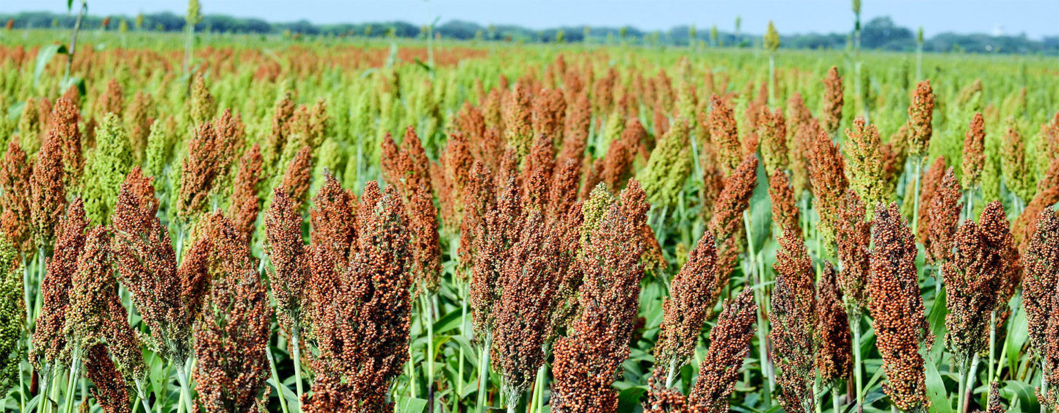 EL PRECIO del sorgo sigue a la baja en Tamaulipas, donde aún resta 10% de la cosecha, ya que cinco mil 800 pesos la tonelada se cotiza ahora en cinco mil 200 pesos.