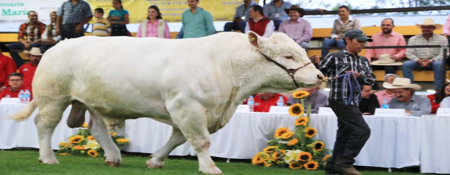 PARA MEJORAR la genética del ganado vacuno, la SADER-Jalisco subsidió la compra de 250 toros sementales para ganadores de la entidad